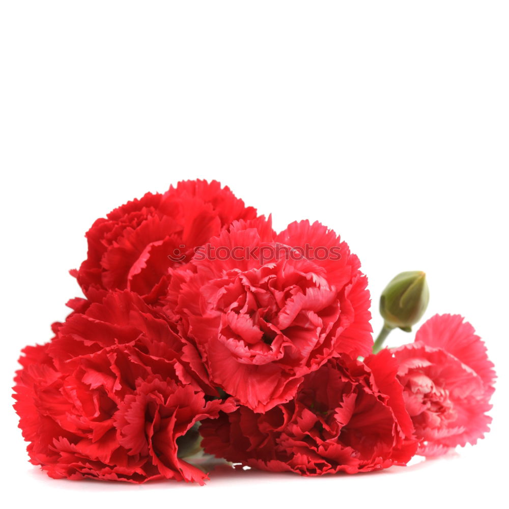 Similar – Image, Stock Photo Red flower rain Hand