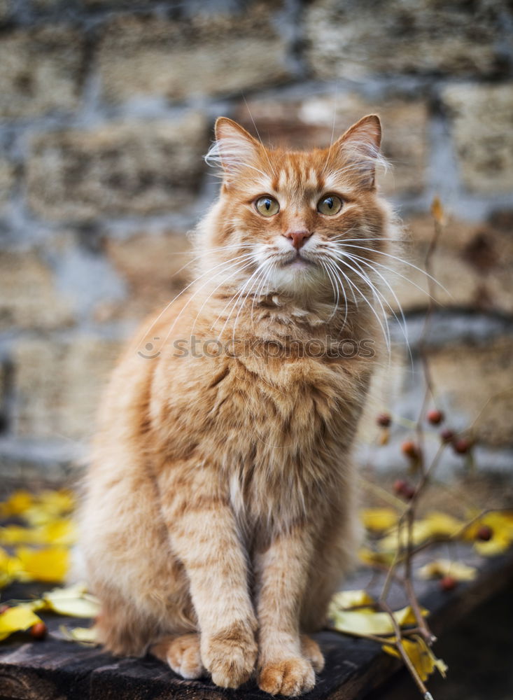 Similar – Image, Stock Photo portrait of a big red cat