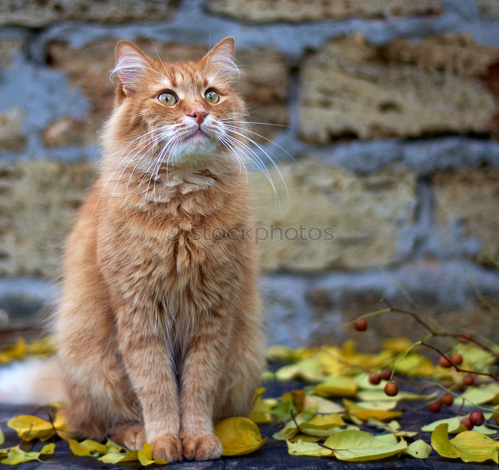 red cat sitting Animal Pet