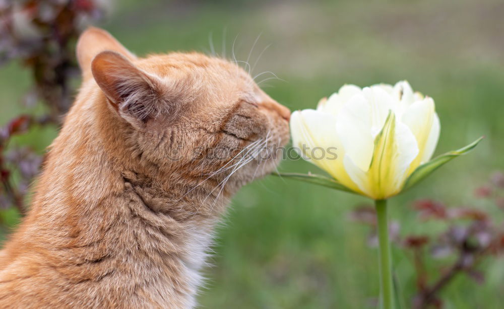 Similar – Cute kitty near bunch of poppies