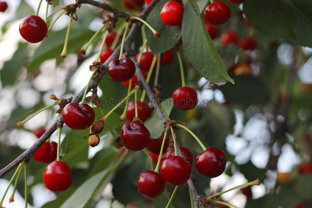 Similar – ripe fresh organic cherries