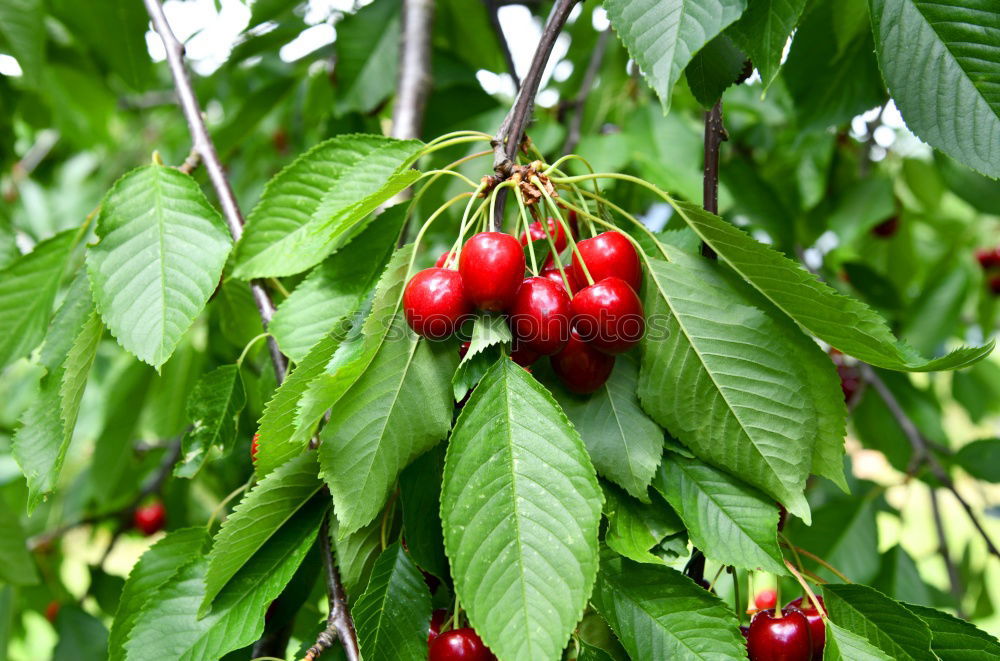 Kirschbaum Kirsche Blatt