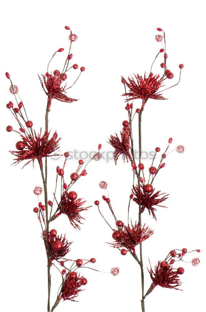 Similar – Image, Stock Photo Christmas branch with red berries