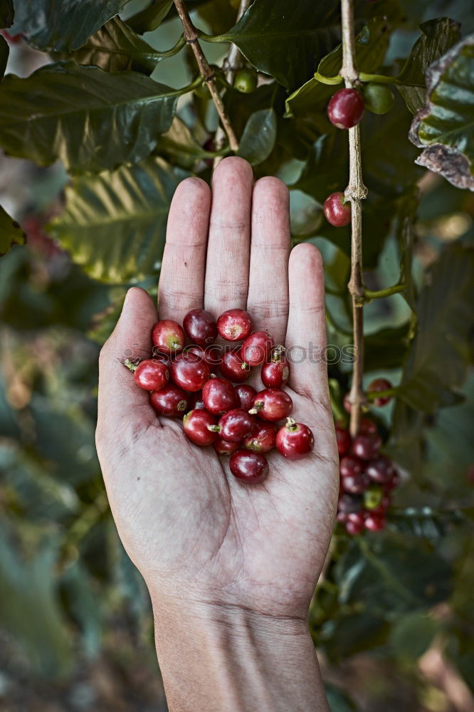 Similar – Image, Stock Photo Woman picking cherry berries from tree