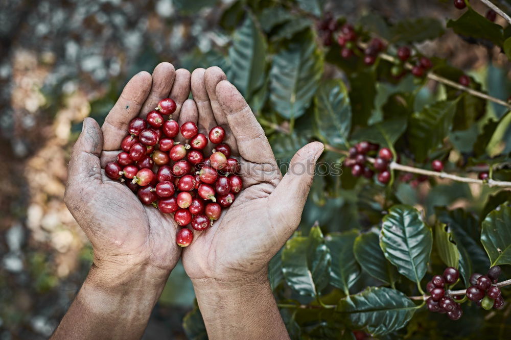 Similar – Image, Stock Photo Woman picking cherry berries from tree