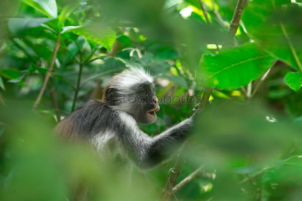 Similar – Image, Stock Photo Monkey in portrait from the side