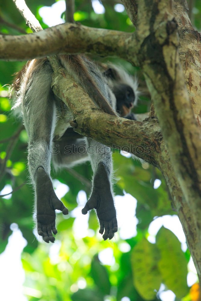 Similar – Sloth in Costa Rica 1