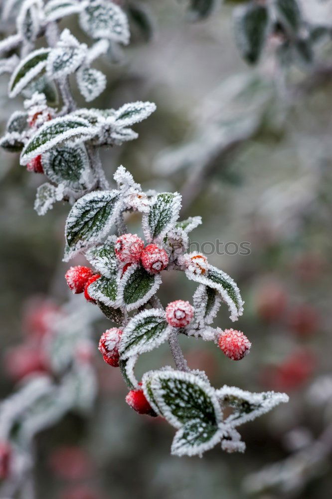 Image, Stock Photo A little frost lies on the red berries of the dwarf medlar