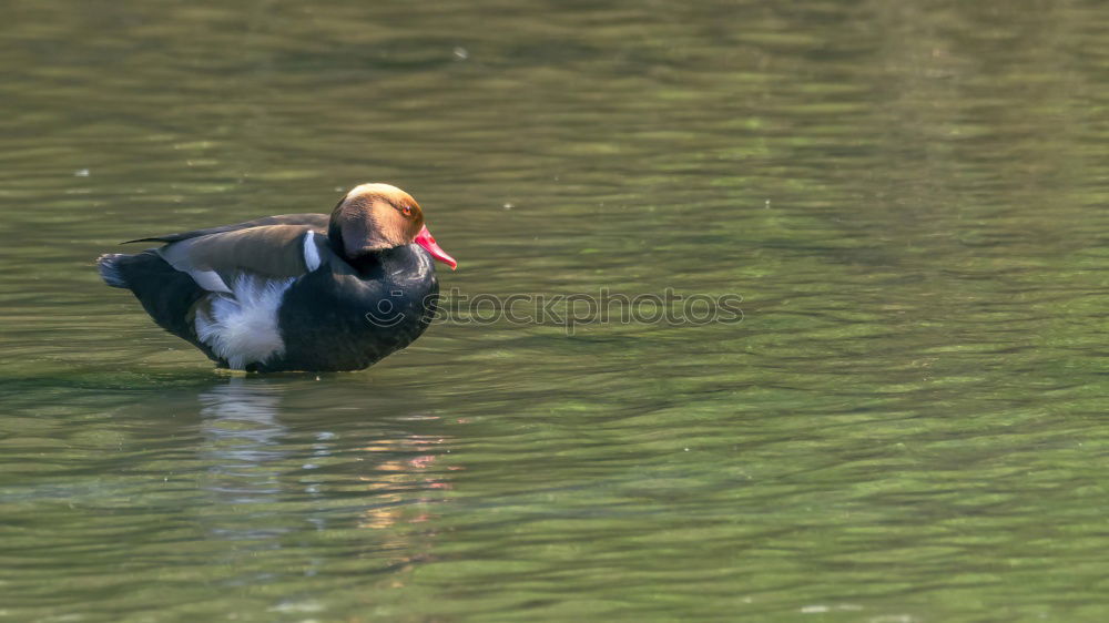 Similar – Image, Stock Photo conductor Nature Animal