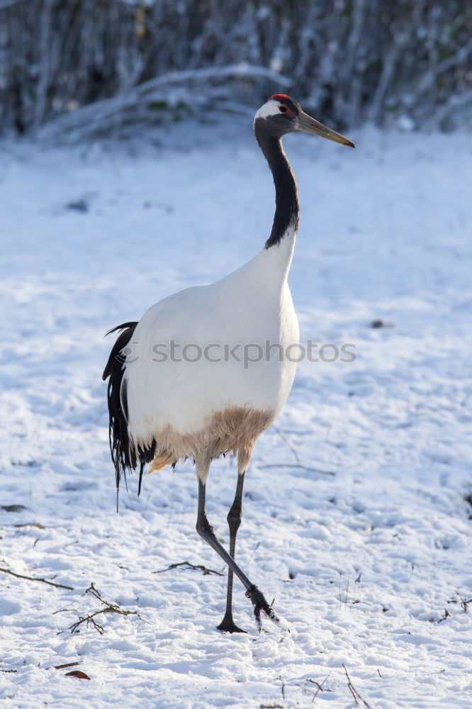 Similar – Foto Bild Tiefkühlkost….. Gans