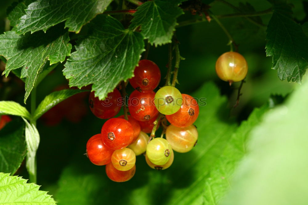 Similar – rote Johannisbeeren