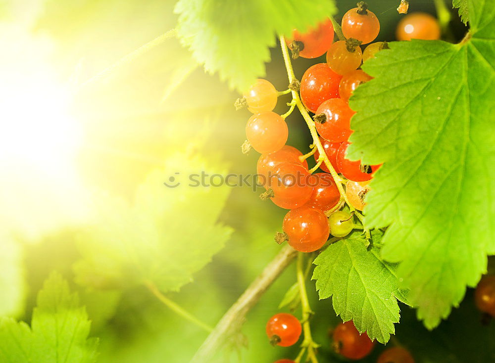 Similar – Image, Stock Photo Health pills from the shrub