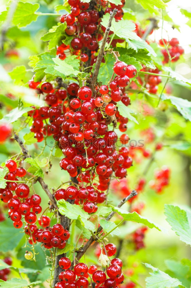 Similar – Image, Stock Photo Closeup of ripe red cherry berries on tree among green leaves