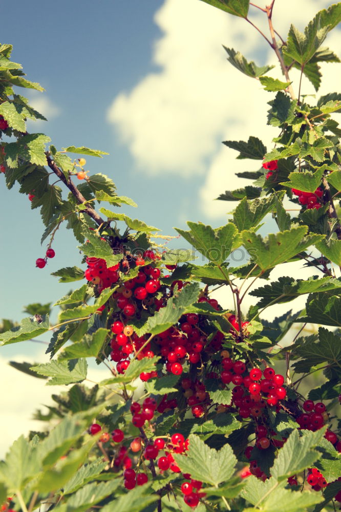 Similar – Image, Stock Photo grape in the field Fruit