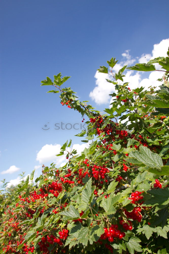 Similar – Image, Stock Photo grape in the field Fruit