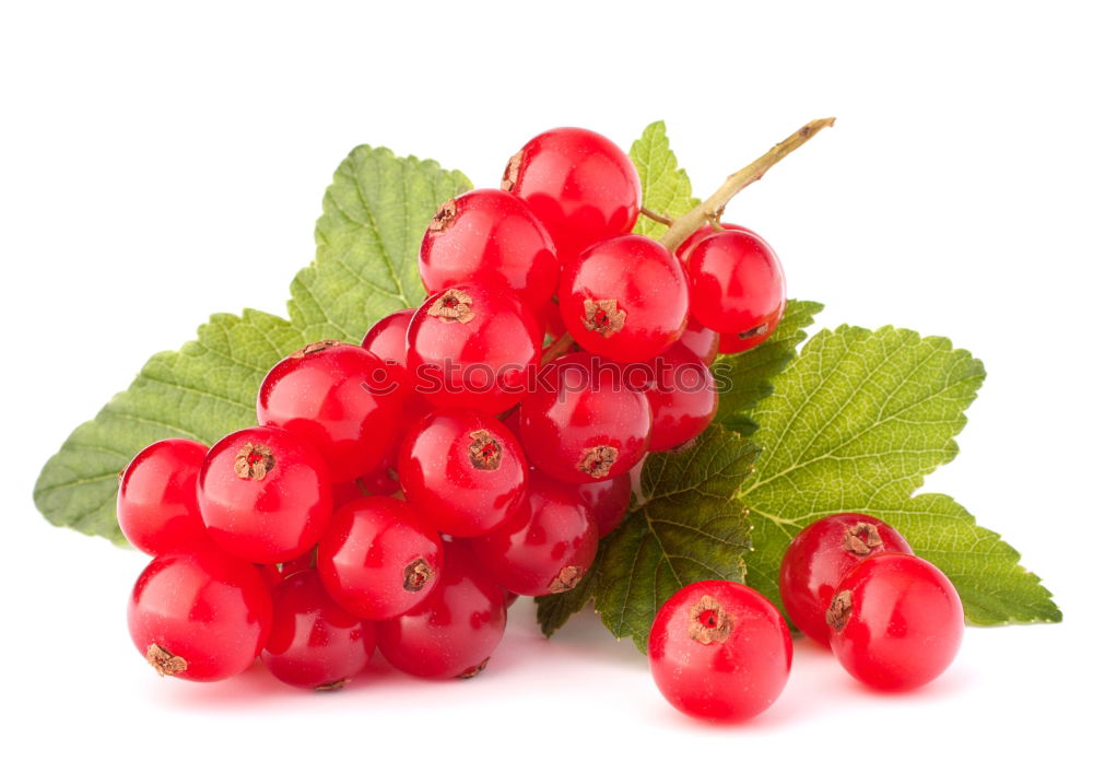 Similar – Image, Stock Photo Red Currant Fruit Dessert