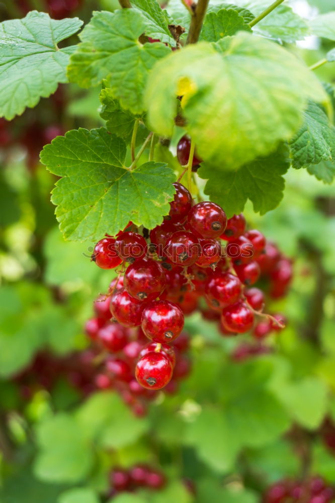 Similar – Image, Stock Photo currants Plant Redcurrant