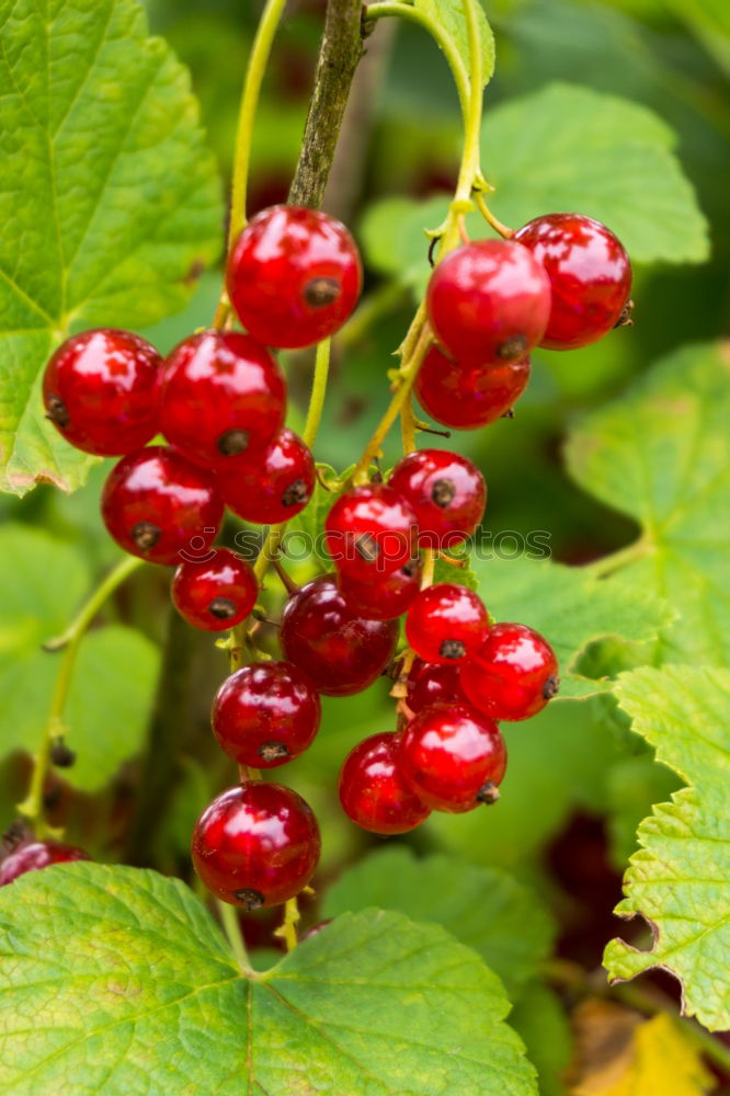 Similar – Image, Stock Photo currants Plant Redcurrant