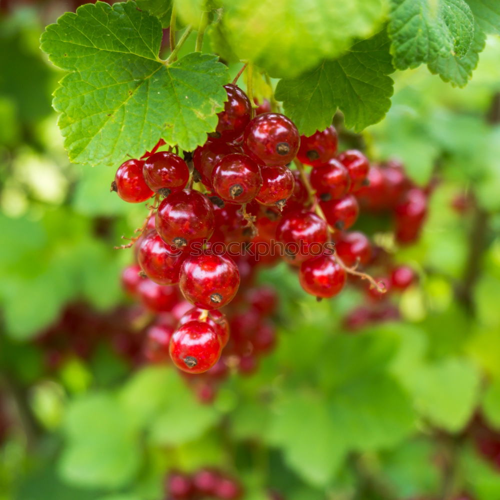 Similar – rote Johannisbeeren