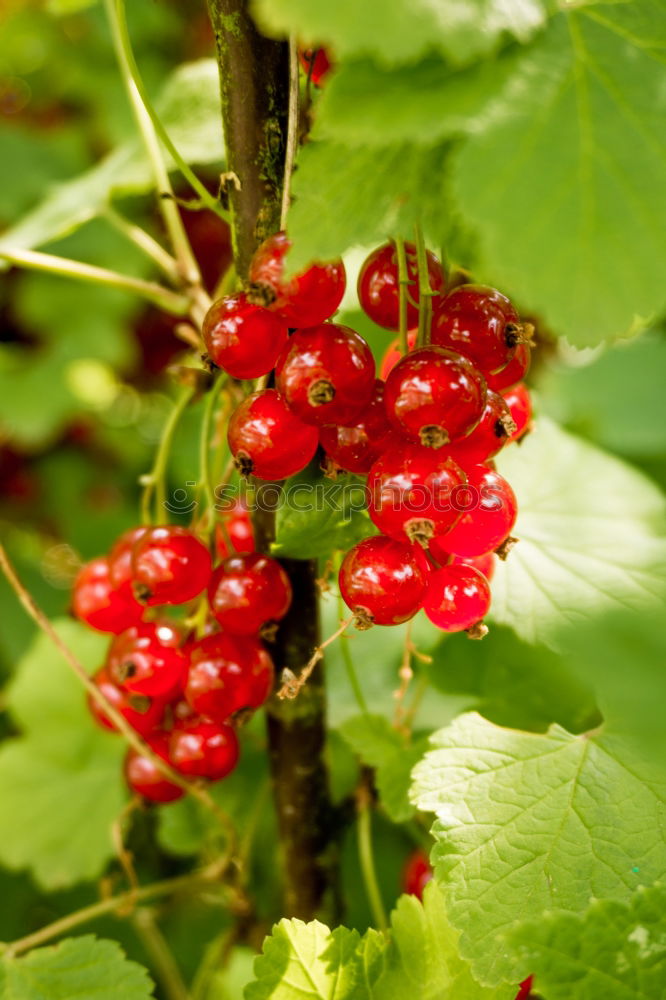 Similar – Image, Stock Photo currants Plant Redcurrant