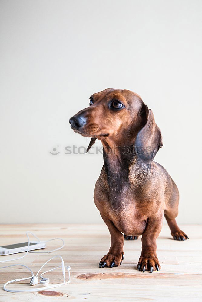 Similar – cute small jack russell dog at home waiting to eat his food in a bowl. Pets indoors