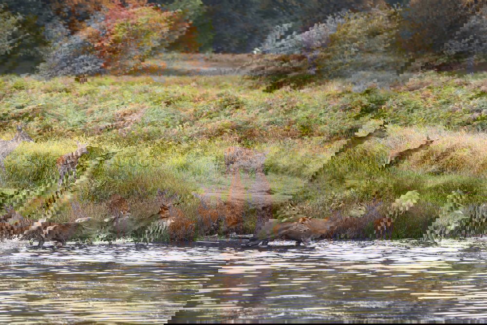 Similar – Foto Bild im Gänsemarsch Landschaft