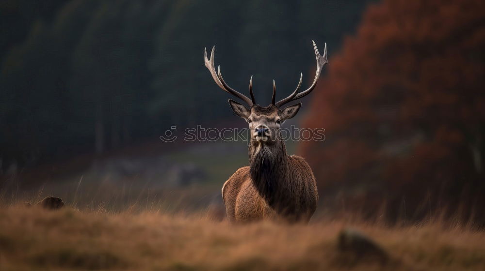 Similar – Image, Stock Photo Deer cow in the Highlands of Scotland