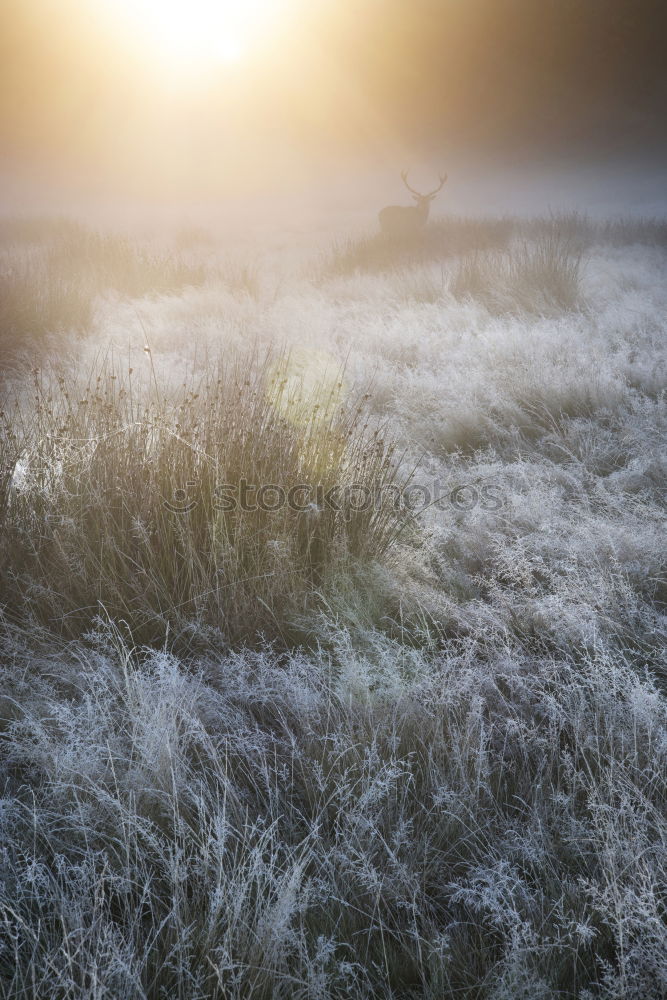 Image, Stock Photo Grasses in winter with sun