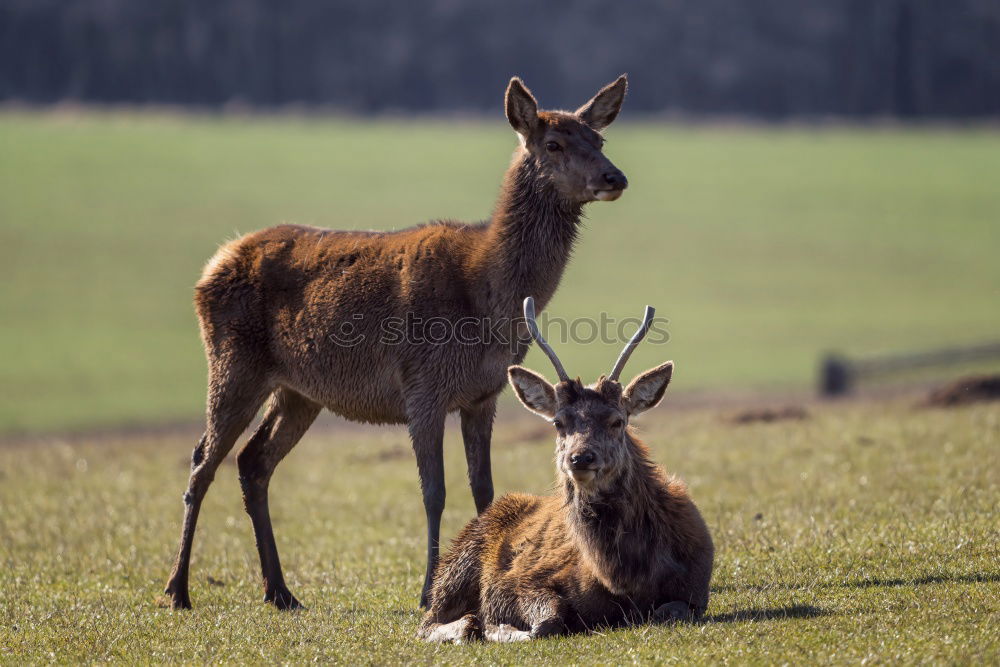 Similar – Watch your step, Dad!