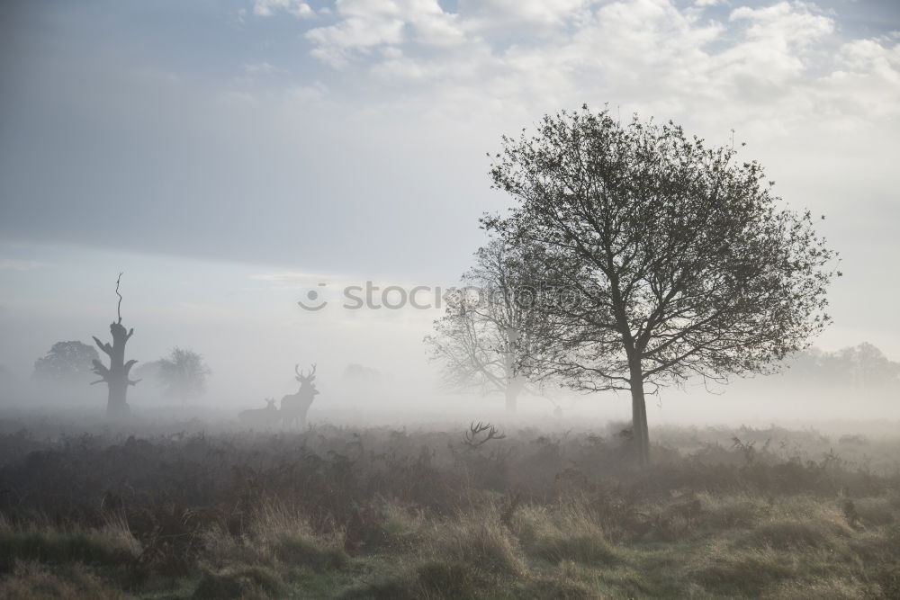 Similar – dawn Morning Morning fog