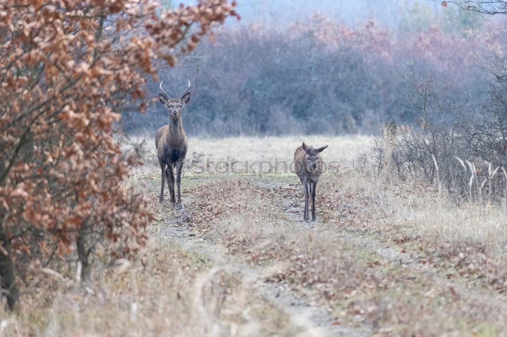 Similar – Foto Bild 2 Rehe auf gefrorener Wiese