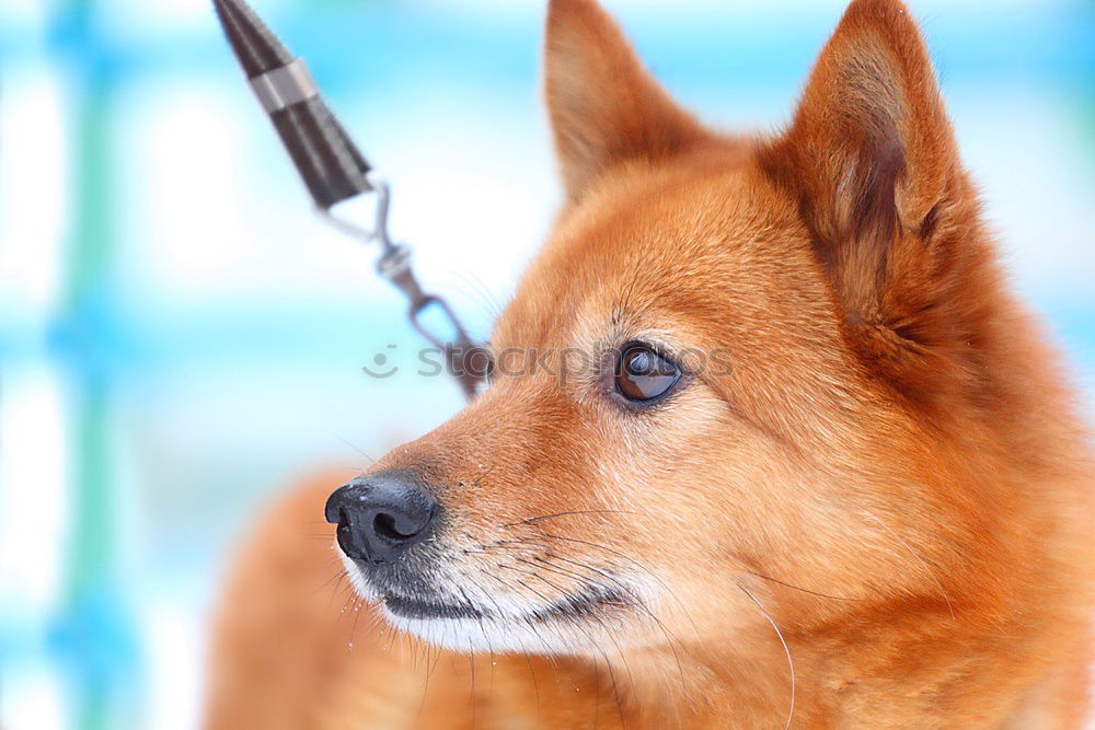 Similar – Hand with syringe and dog preparing for vaccine injection