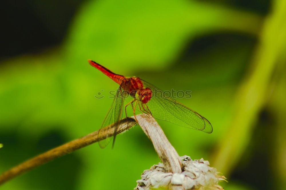 Similar – Image, Stock Photo Early Adonis Virgo (Pyrrhosoma nymphula) _03