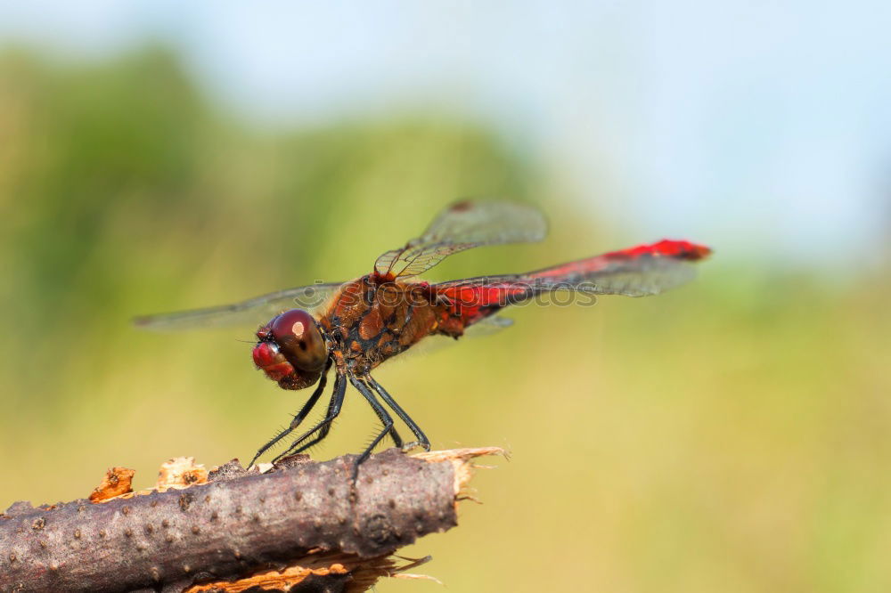 Similar – Image, Stock Photo dragonfly Lifestyle