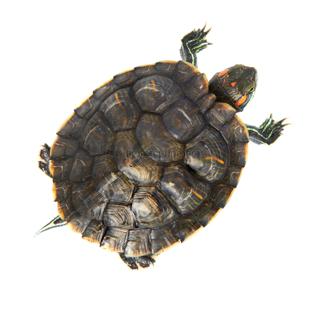 Similar – Foto Bild flying turtle Schildkröte