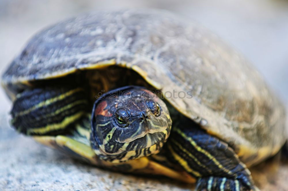 Similar – Image, Stock Photo garden reptile Nature