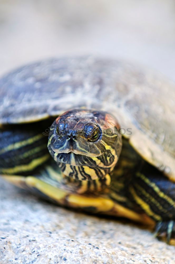 Similar – Image, Stock Photo garden reptile Nature