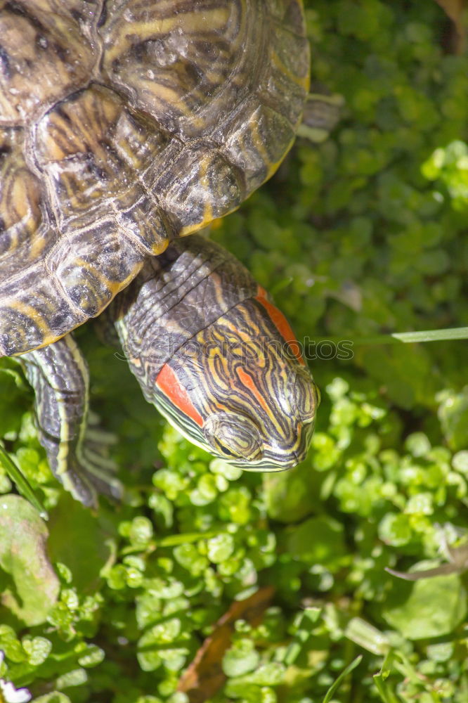 Similar – Foto Bild Gartenreptil Natur Pflanze