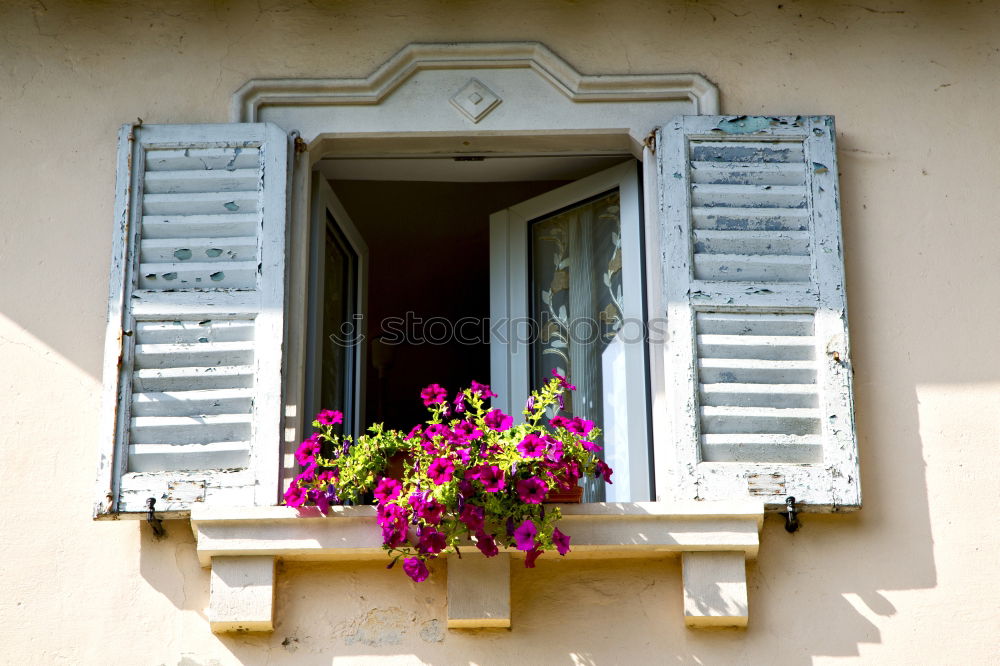 Similar – Flowers in front of the window