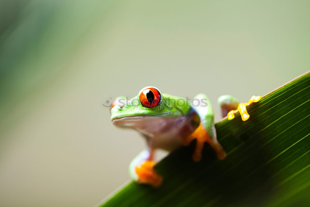 gorgeous european tree frog