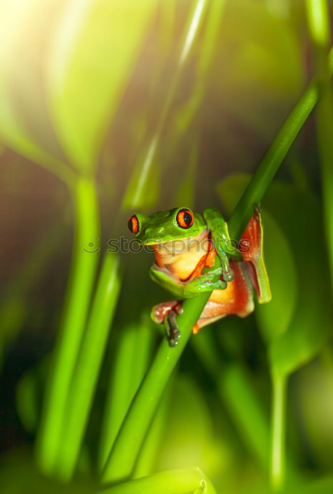 Similar – Image, Stock Photo Frog sits on a daisy frog