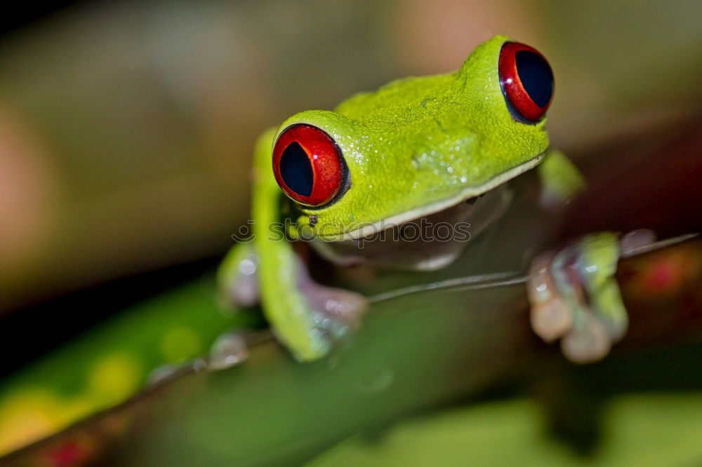 Similar – Baby Frog on Flower Bud