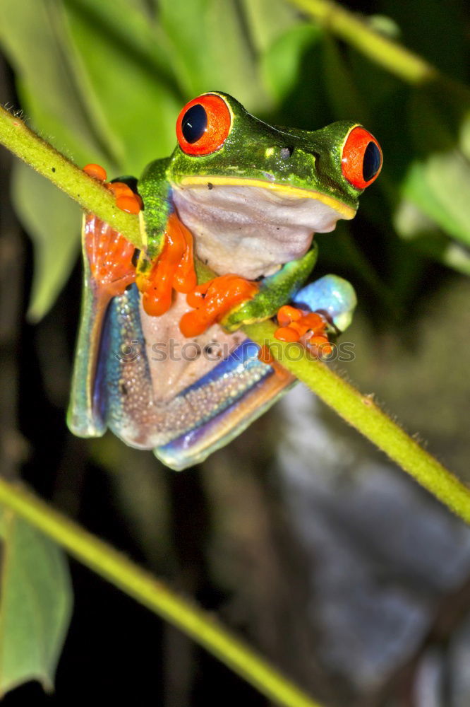 Similar – Gecko Peeking Over Leaf