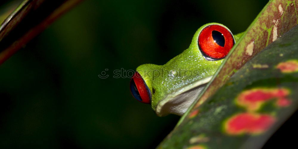 Similar – Baby Frog on Flower Bud