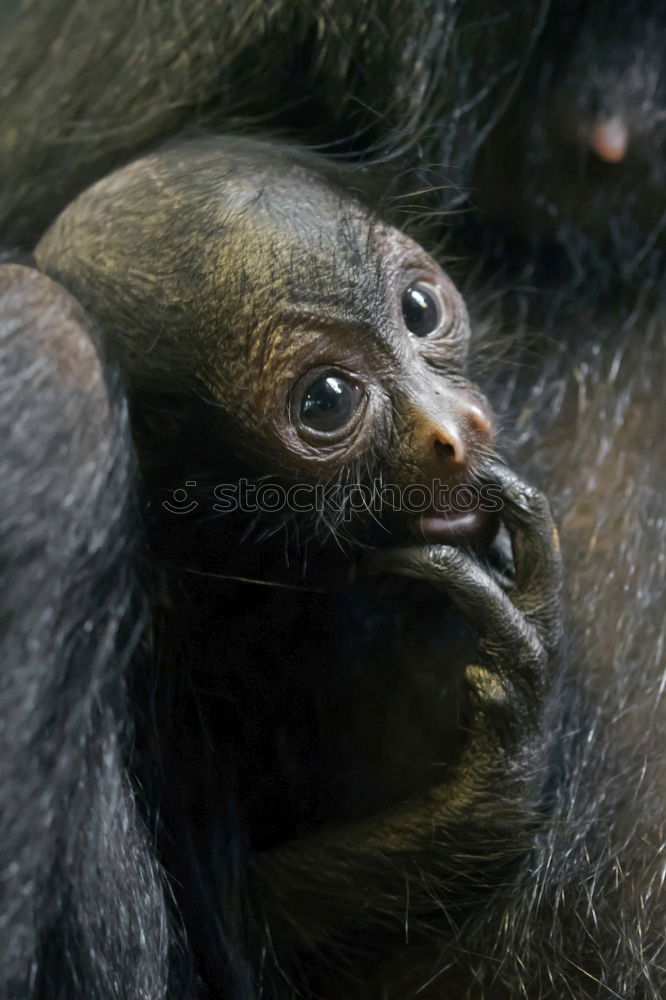 Similar – Image, Stock Photo baby monkey Sri Lanka