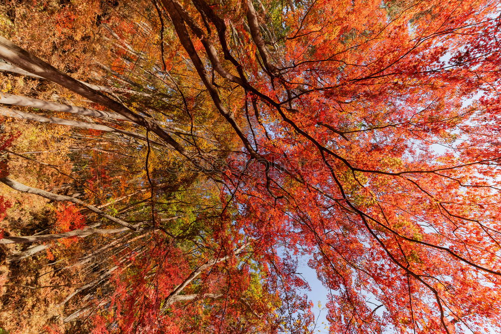 Similar – Image, Stock Photo autumn Autumn Tree Leaf