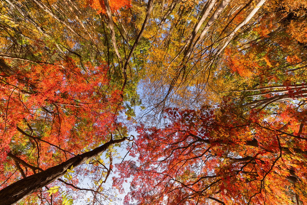 Herbst in Gold Natur