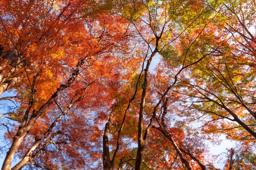 Similar – Image, Stock Photo autumn Autumn Tree Leaf