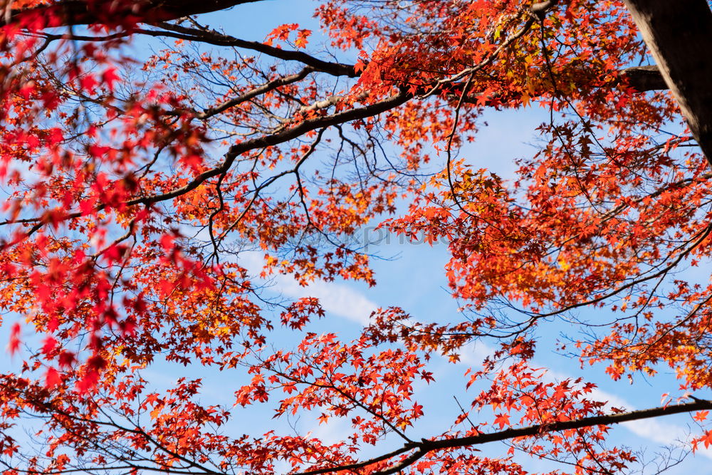 Similar – Image, Stock Photo autumn Autumn Tree Leaf