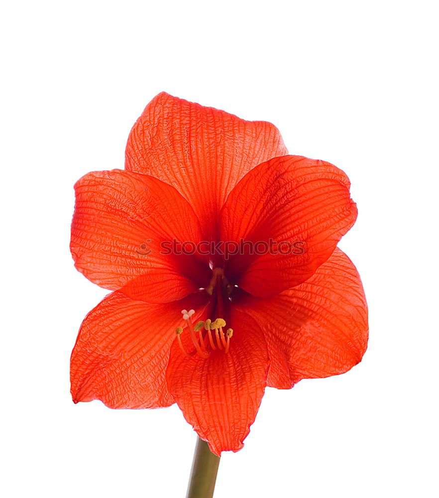 Similar – Image, Stock Photo Hibiscus in square I Plant